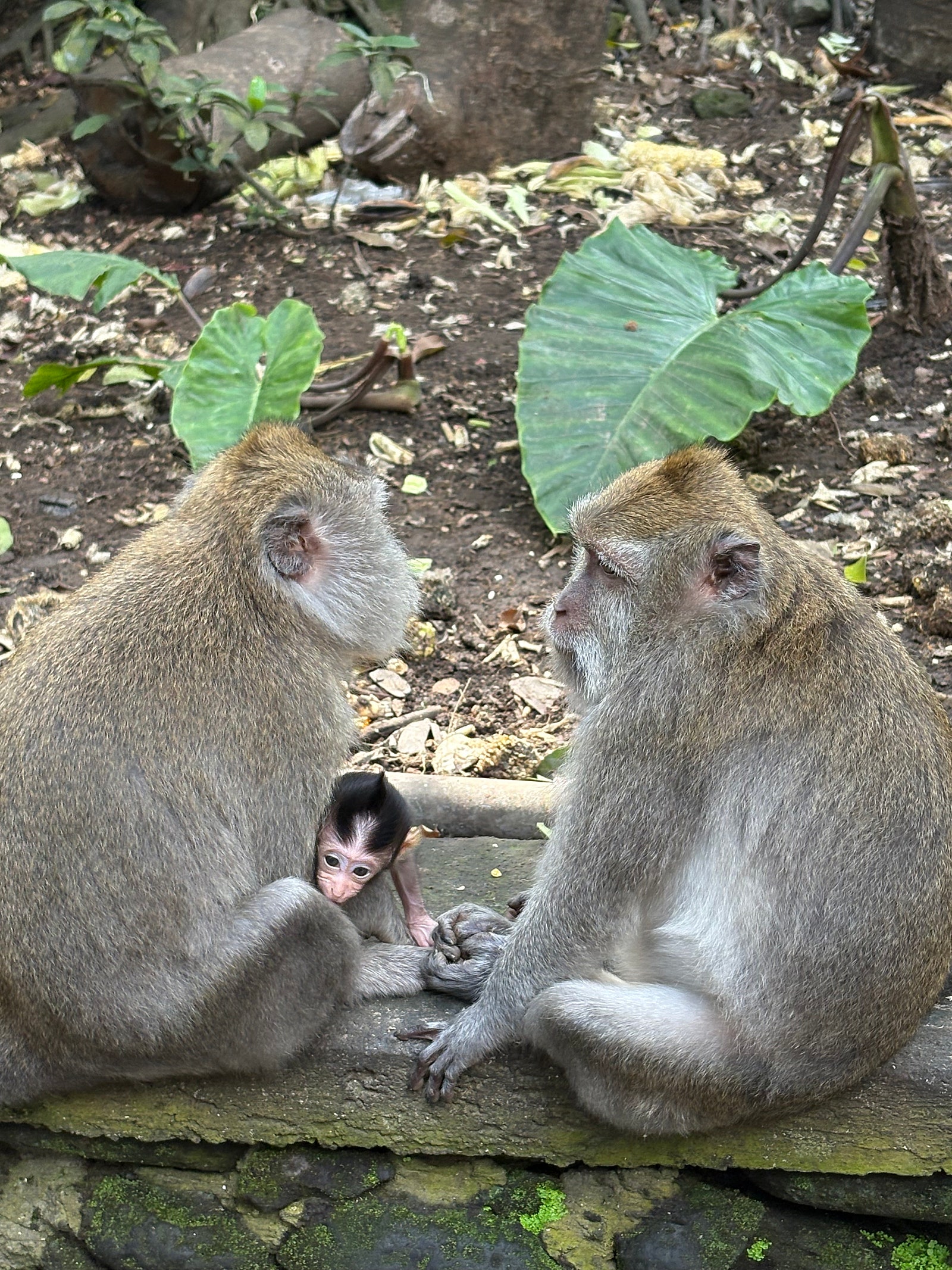실시간 몽키 포레스트