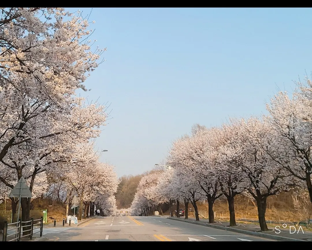 [코타키나발루] 한국 벚꽃길~~^^
